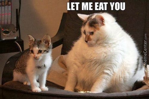 fat-cats-are-cannibals_o_3338377