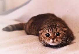 Kaçan bir kedi büyük ihtimal bu surat ile bir arabanın altında veya bir apartmanın izbeliğinde etrafı izliyor olabilir.